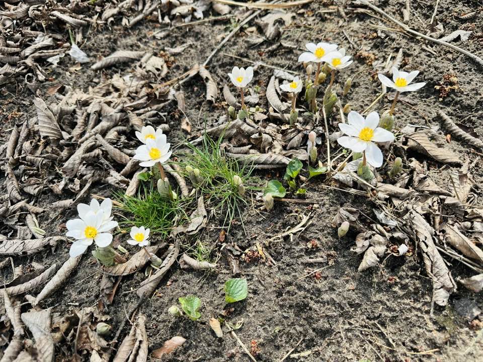 Plant Pic, 04192025&nbsp;edition