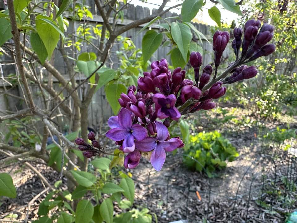 Plant Pic, 05102025&nbsp;edition