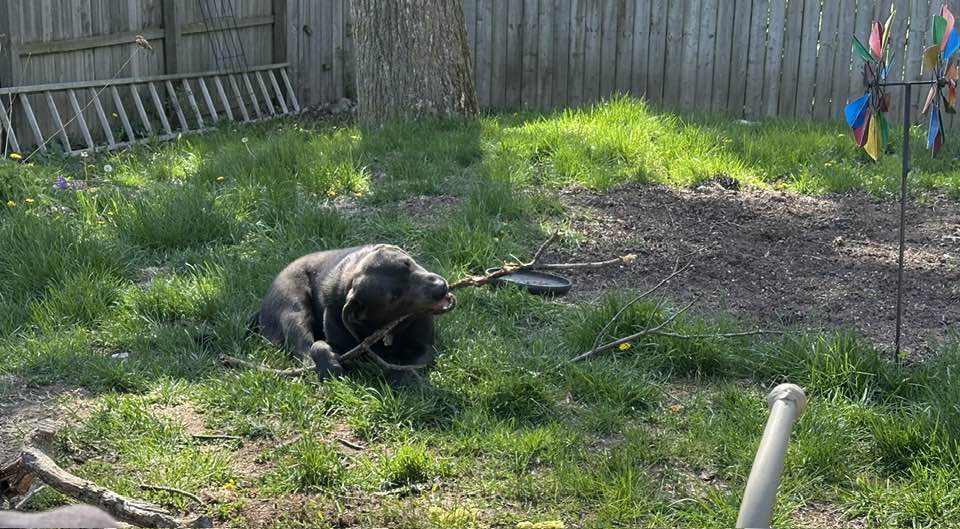 Pet Pic, 05102025&nbsp;edition