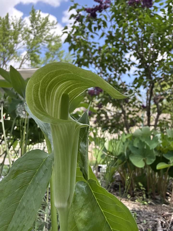 Plant Pic, 05152025&nbsp;edition