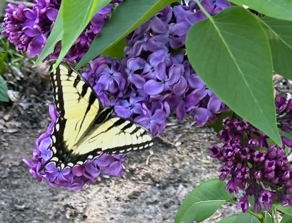 Pet Pic, 05152025&nbsp;edition