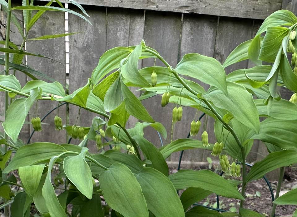 Plant Pics, 05172025&nbsp;edition