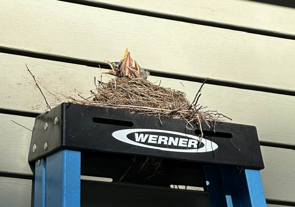 Pet Pic, nest&nbsp;edition