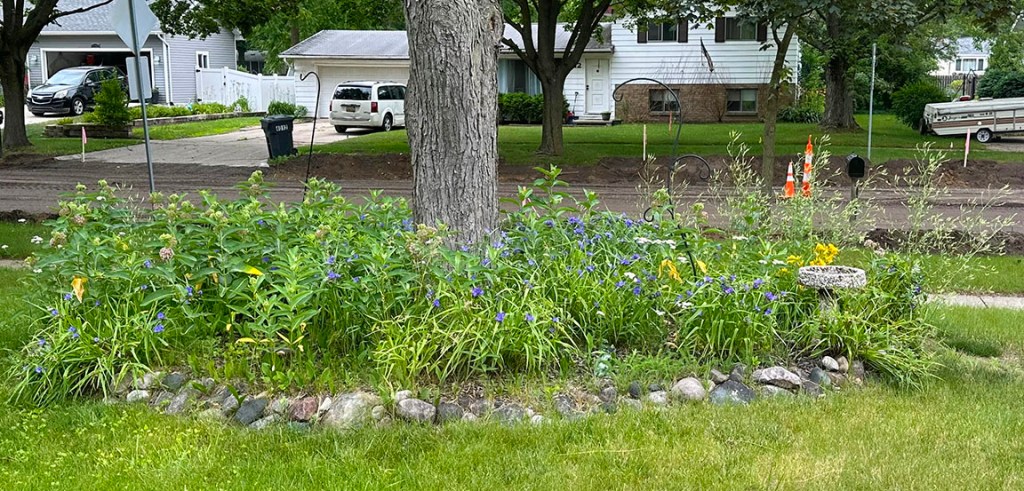 Plant Pic, 06252025&nbsp;edition