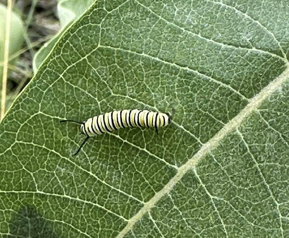 Pet Pic, 08022025&nbsp;edition