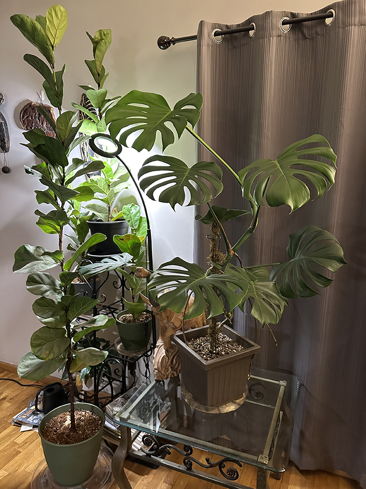 Plant Pic, 08082025&nbsp;edition