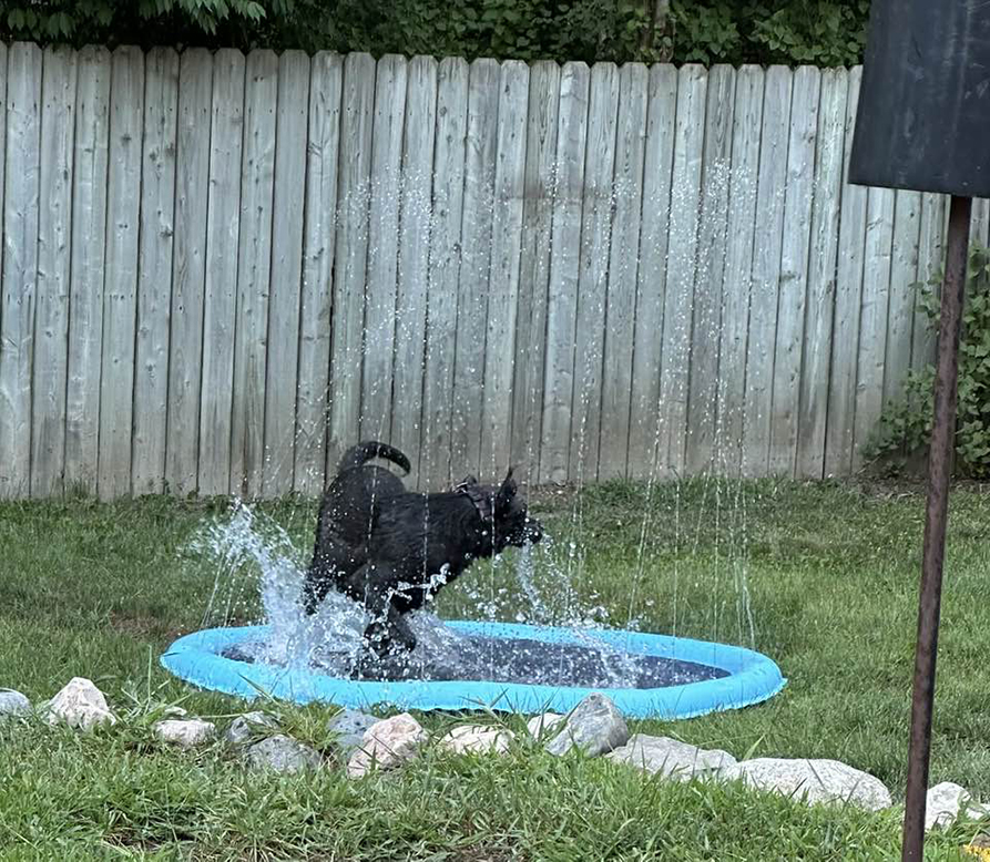 Pet Pic, 08092025&nbsp;edition