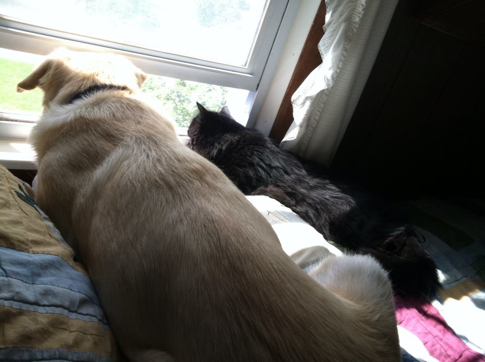 Pet Pic, 08242015&nbsp;edition