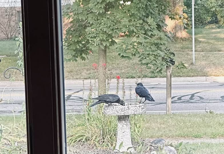 Pet Pic, 08262024&nbsp;edition