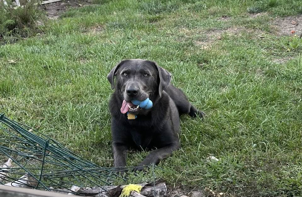 Pet Pic, 08272025&nbsp;edition