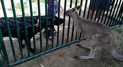 Pet Pic, 09012013&nbsp;edition