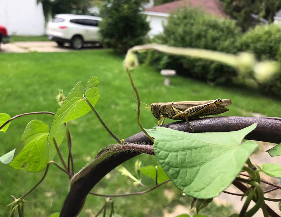 Pet Pic, 09012018&nbsp;edition