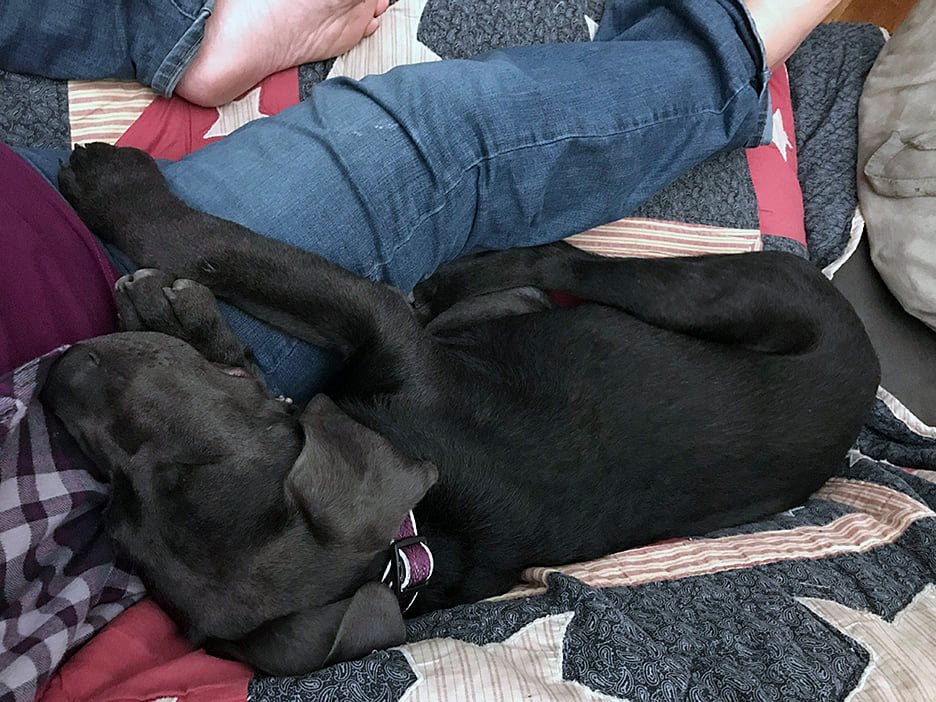 Pet Pic, 09022020&nbsp;edition