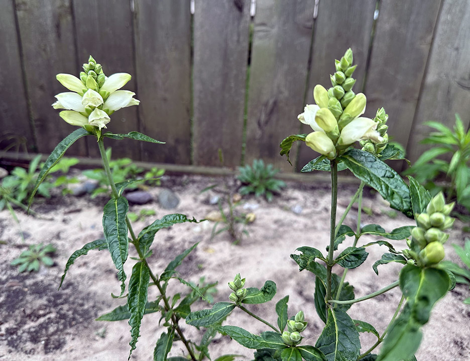 Plant Pic, 09022023&nbsp;edition