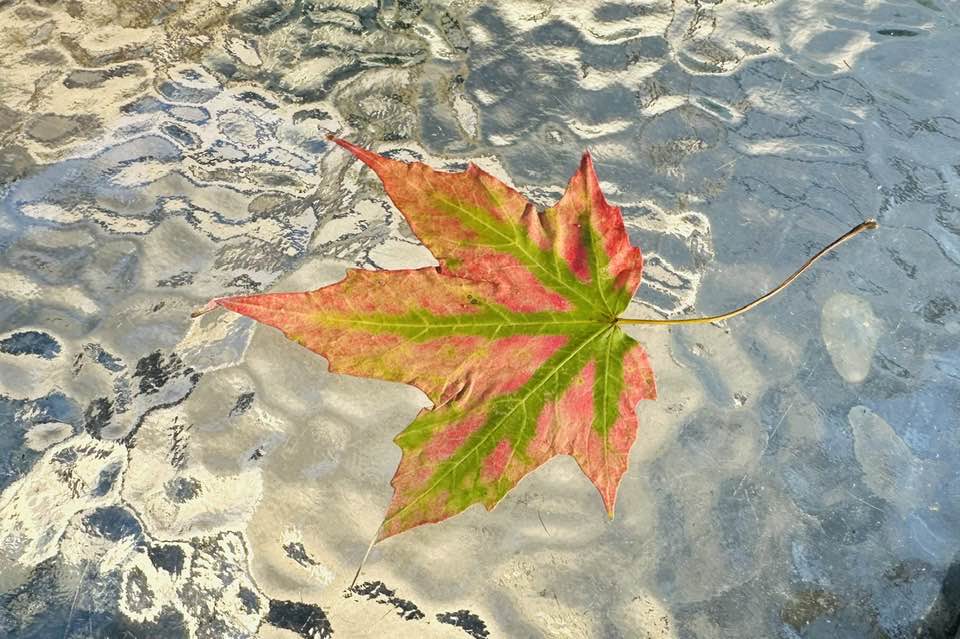 Transition to autumn