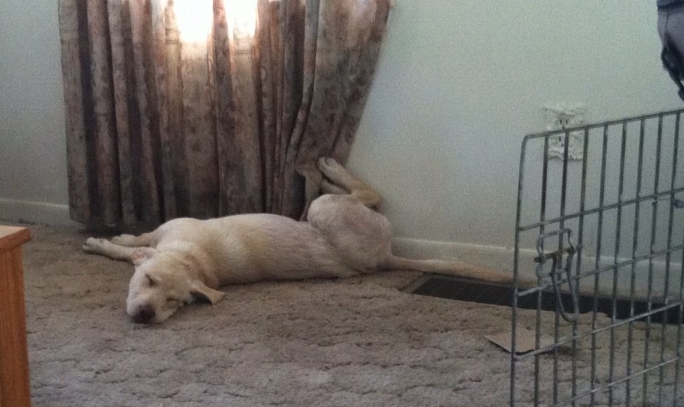 Pet Pic, 09032014&nbsp;edition