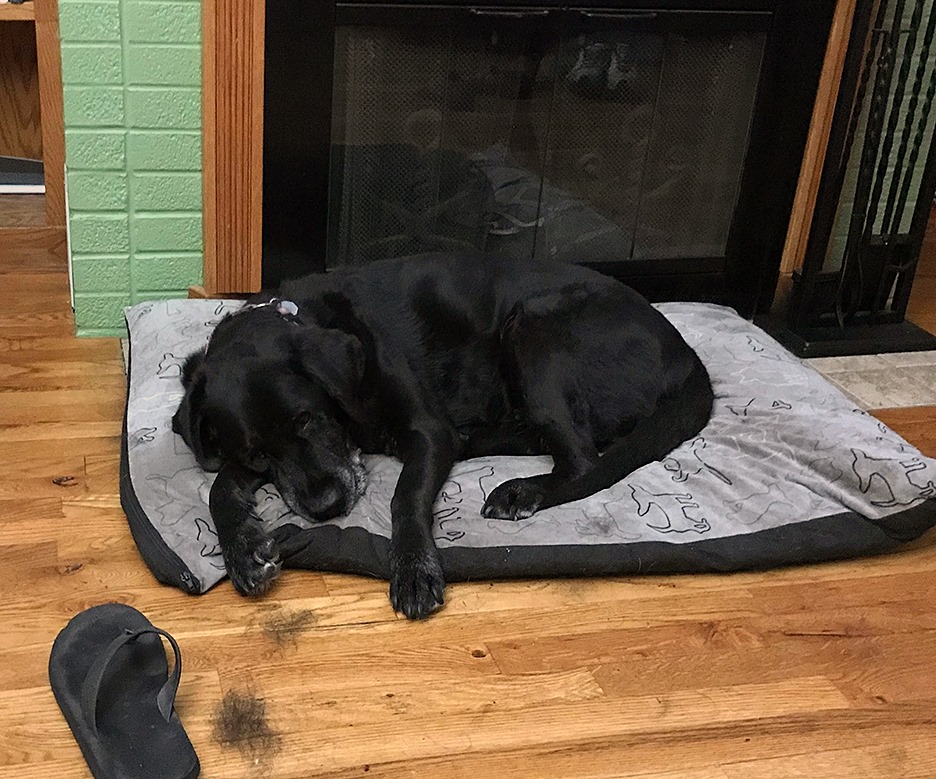 Pet Pic, 09042019 goodbye&nbsp;edition