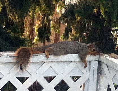 Pet Pic, 09062015&nbsp;edition