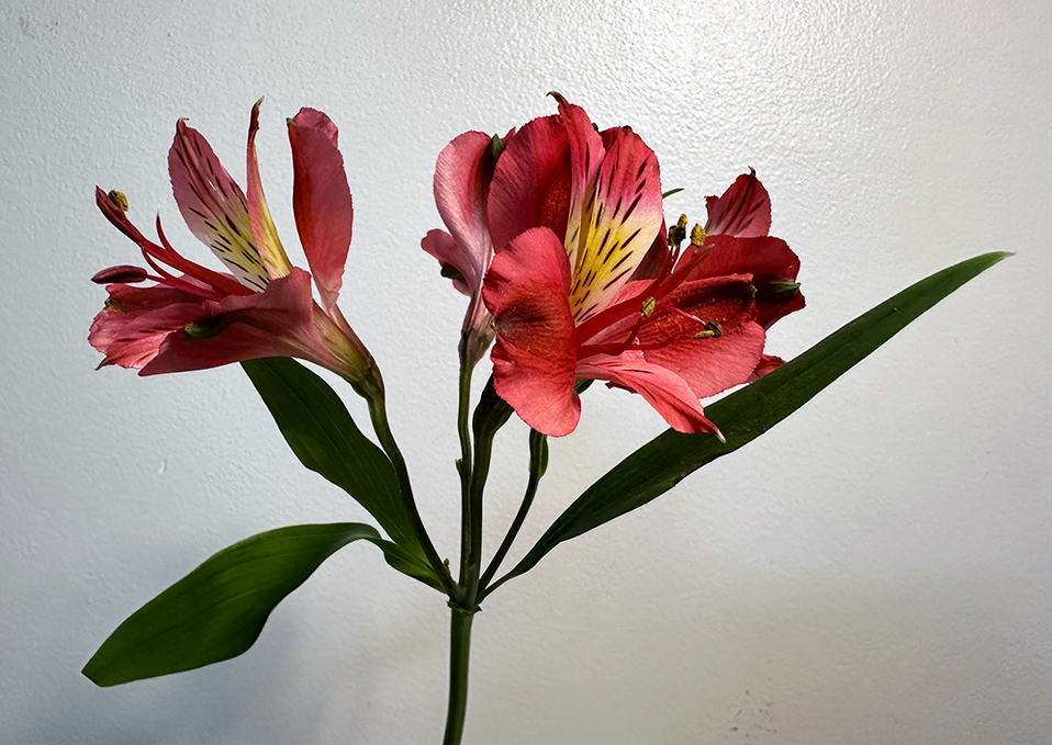 Bouquet, 09102025 edition