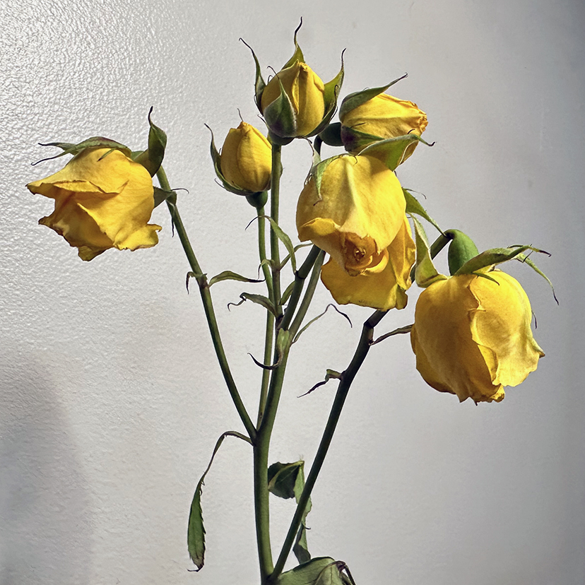 Bouquet, 09082025 edition