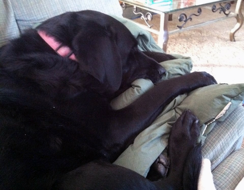 Pet Pic, 01062016&nbsp;edition