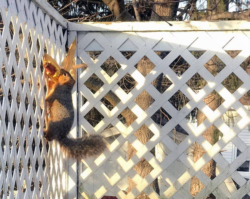 Pet Pic, 01112017&nbsp;edition