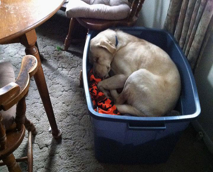 Pet Pic, 01262016&nbsp;edition