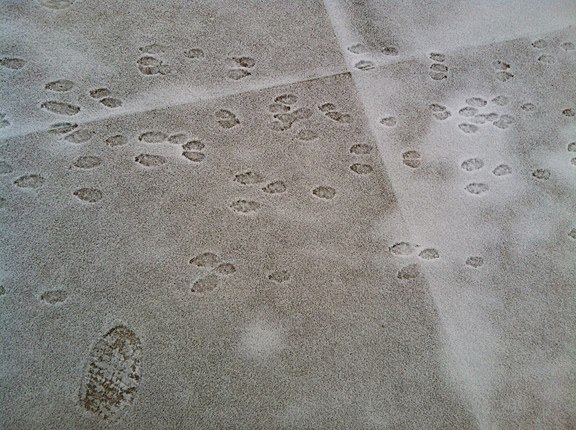 Pet Pic, 02032013&nbsp;edition