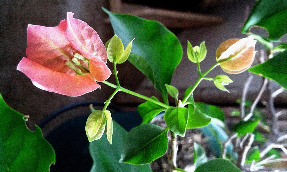 Plant Pic, 02182013&nbsp;edition