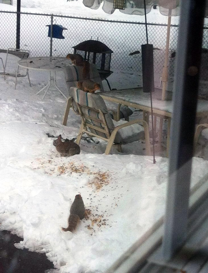 Pet Pic, 02192014&nbsp;edition