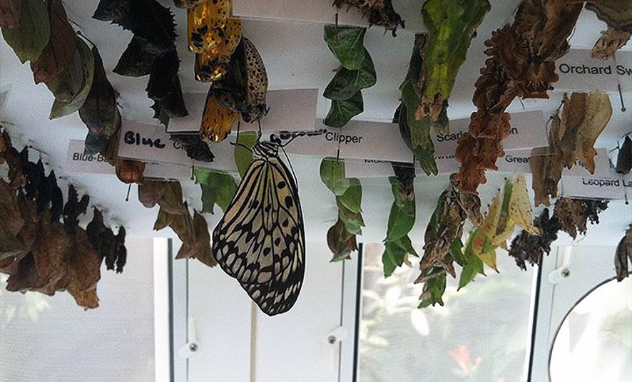 Butterfly Diary, 02242015&nbsp;edition