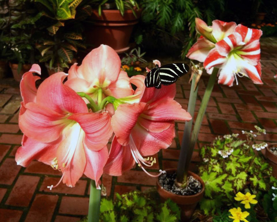 Butterfly Diary, 02252014&nbsp;edition