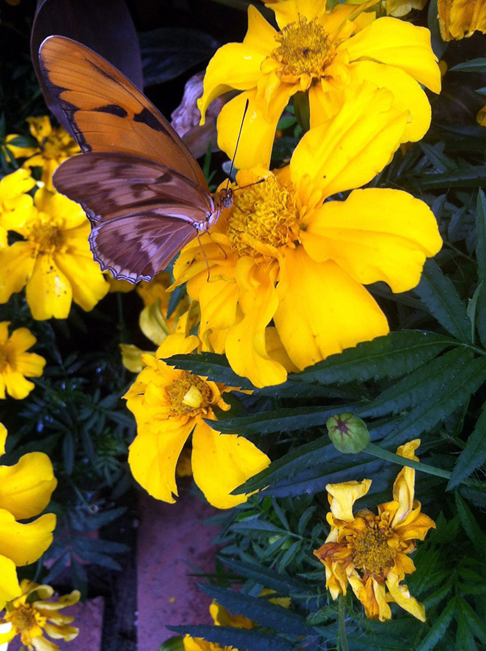butterfly feeding on marigold