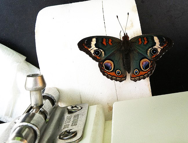 Butterfly Diary, 03192015&nbsp;edition