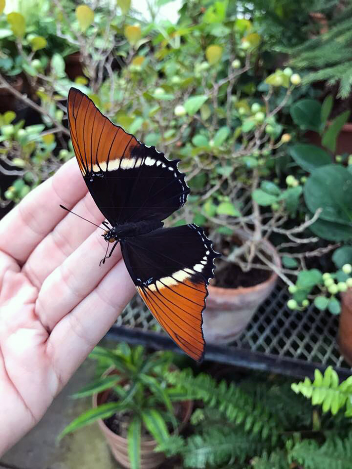 Butterfly Diary, 03272018&nbsp;edition