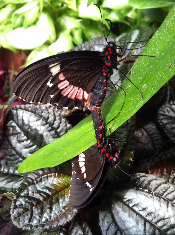 two butterflies mating