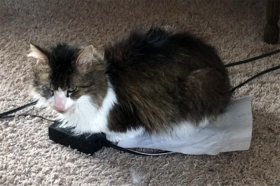 cat on a piece of paper on a computer cord