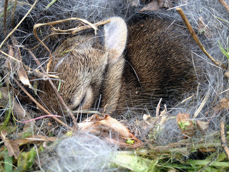 Pet Pic, 05052012&nbsp;edition