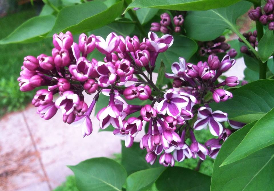 Plant Pic, 05232014&nbsp;edition