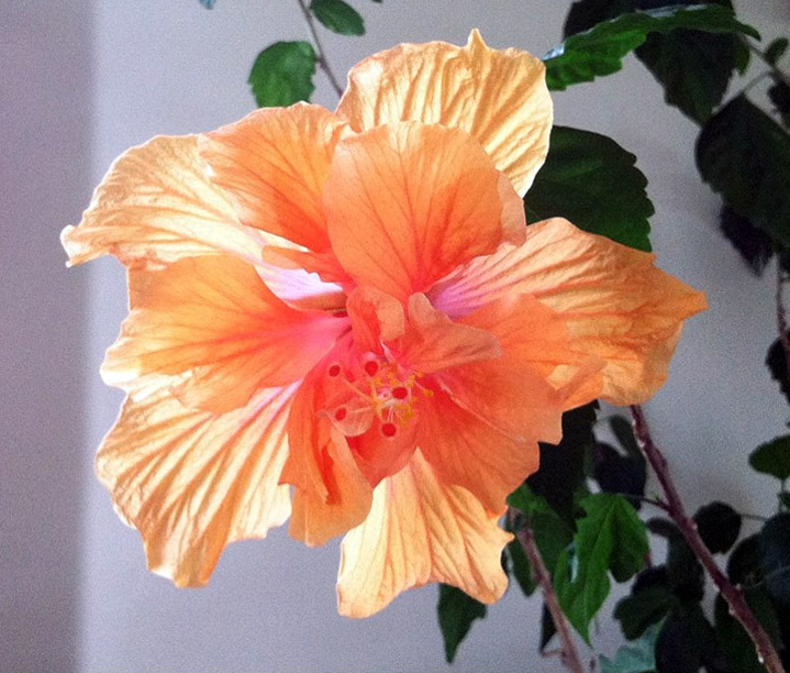 hibiscus blossom