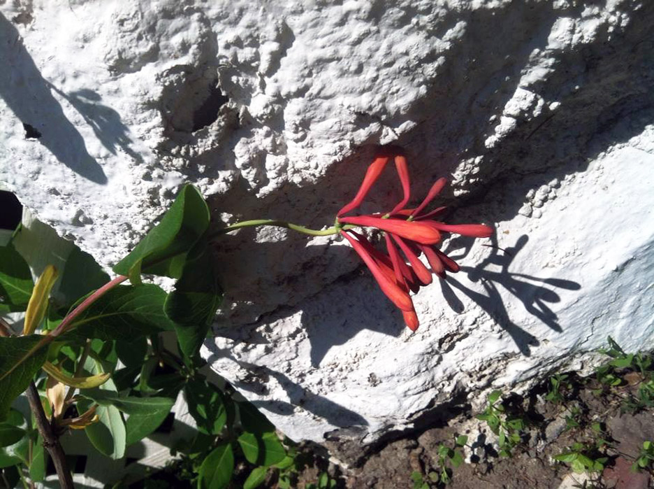 Plant Pic, 05302014&nbsp;edition