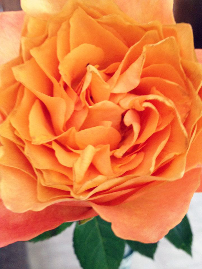 Plant Pic, 06092012&nbsp;edition