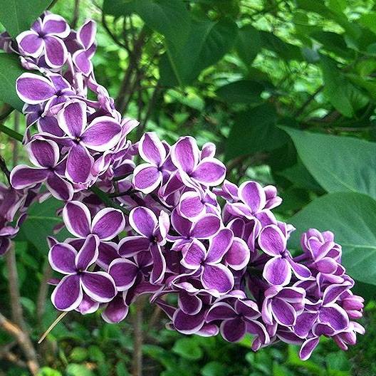 Plant Pic, 06092016&nbsp;edition