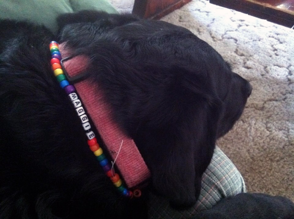 Pet Pic, 06162014&nbsp;edition