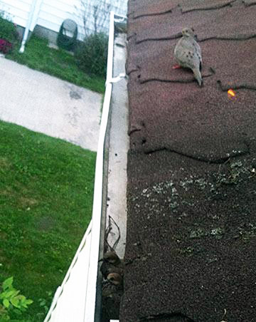 Pet Pic, 06252014&nbsp;edition