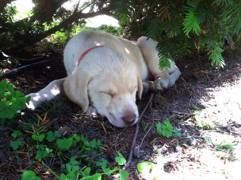 Pet Pic, 06282014&nbsp;edition