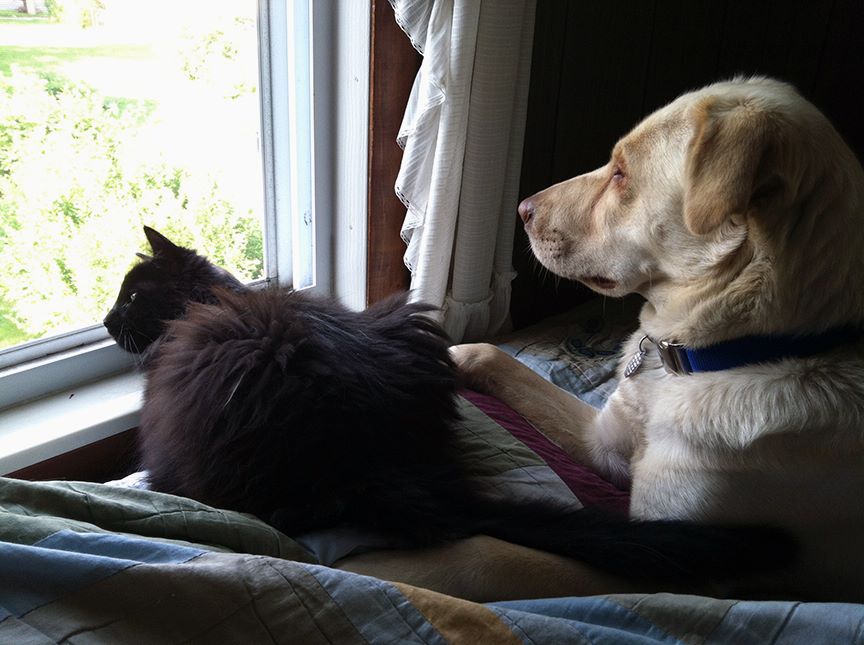 Pet Pic, 06292015&nbsp;edition