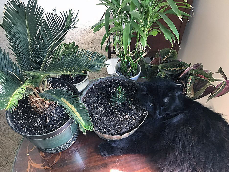 Pet Pic, 07022017&nbsp;edition