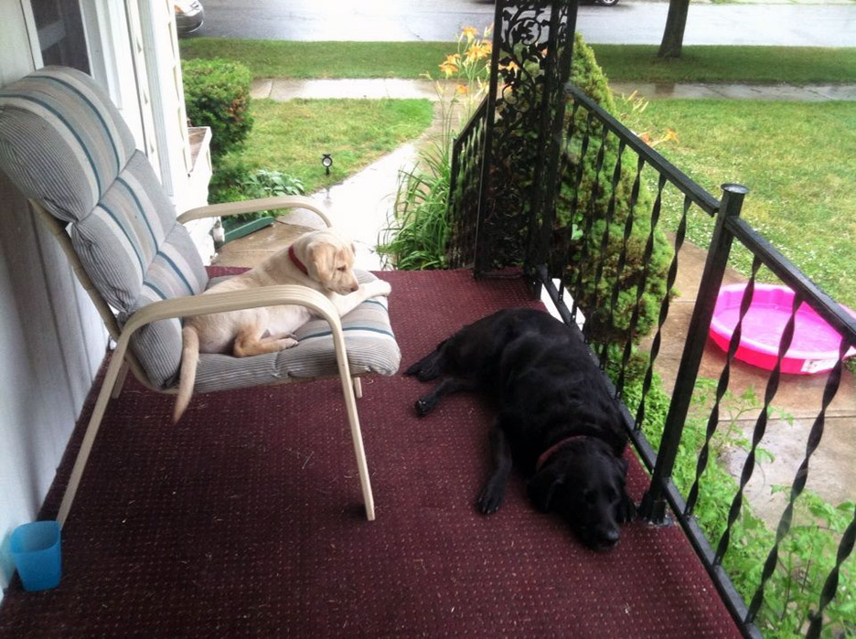 Pet Pic, 07082014&nbsp;edition