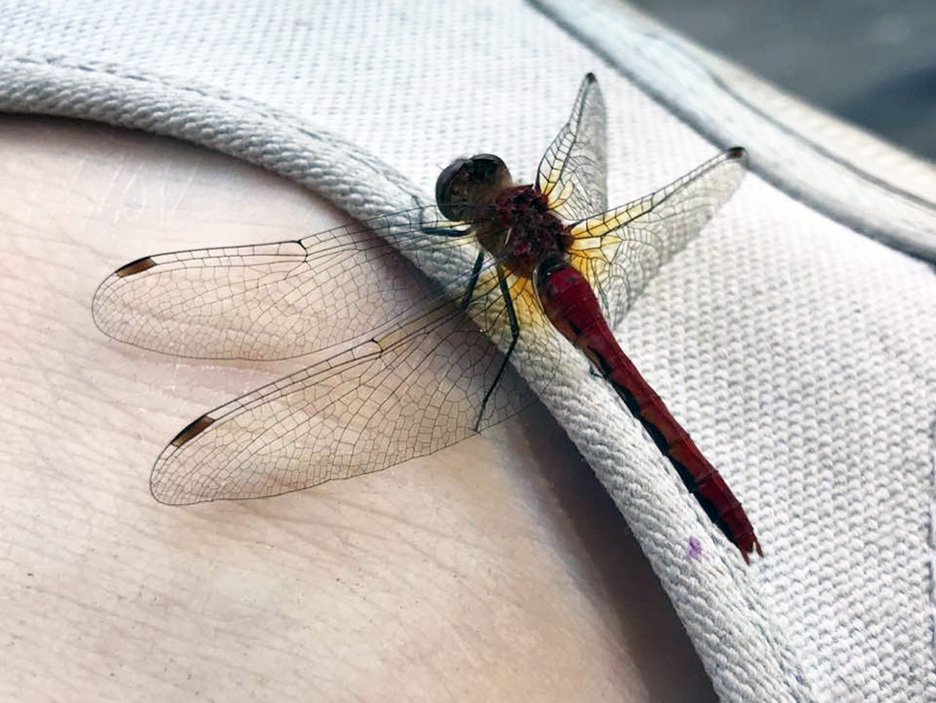 Pet Pic, 07202017&nbsp;edition